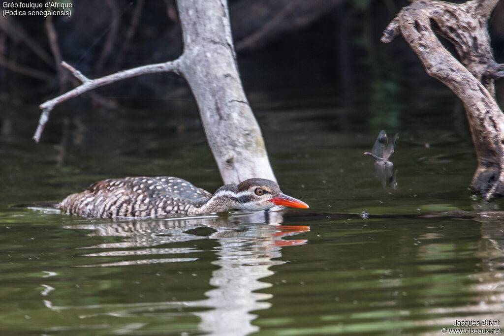 African Finfootadult