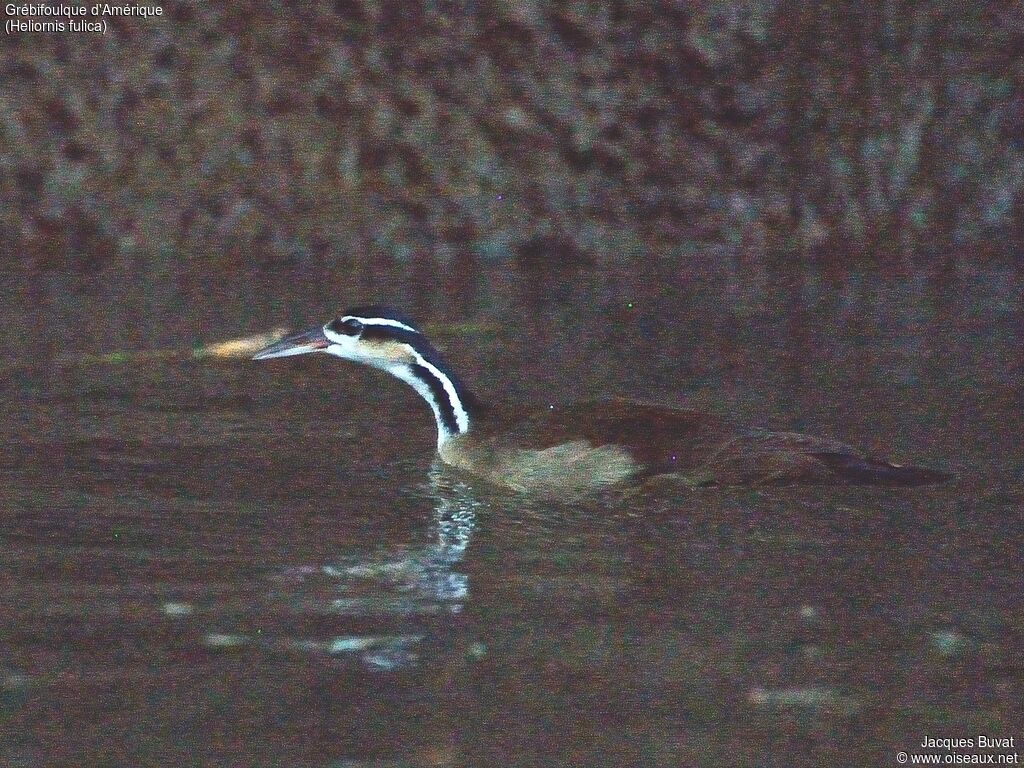 Sungrebe female adult transition, identification, aspect, pigmentation, swimming