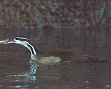 Sungrebe