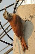 Narrow-billed Woodcreeper