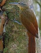 Cocoa Woodcreeper