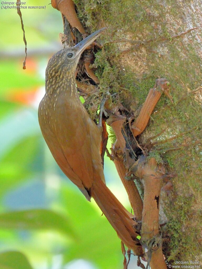 Cocoa Woodcreeper