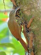 Cocoa Woodcreeper