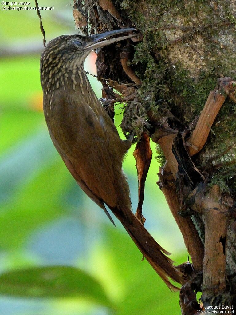 Cocoa Woodcreeperadult, habitat, aspect, pigmentation, fishing/hunting