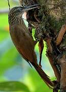 Cocoa Woodcreeper