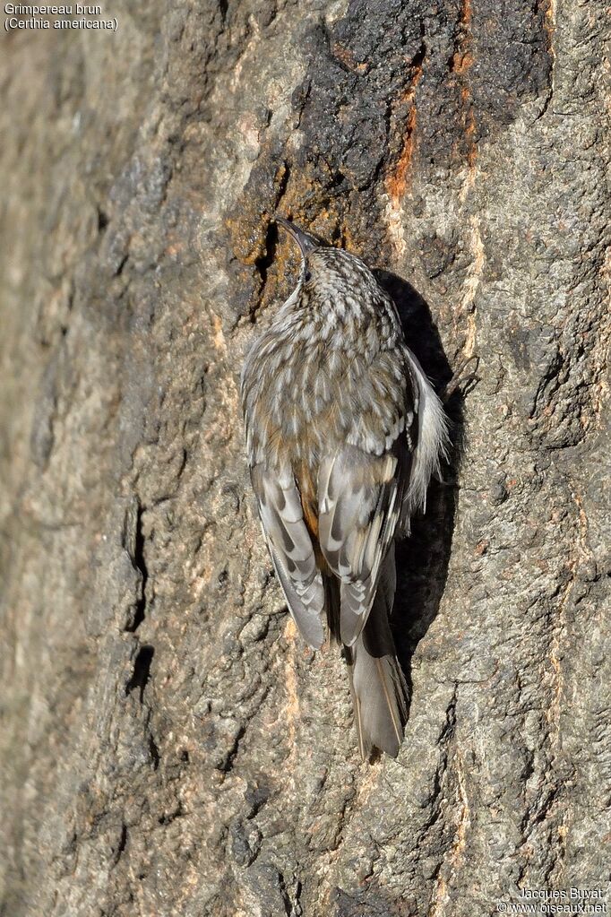 Brown Creeperadult, identification, aspect, pigmentation, eats