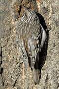 Brown Creeper