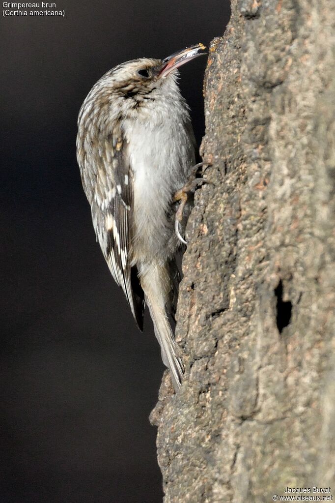 Brown Creeperadult, habitat, aspect, pigmentation, feeding habits, eats