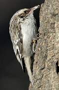 Brown Creeper