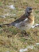 Fieldfare