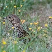 Song Thrush