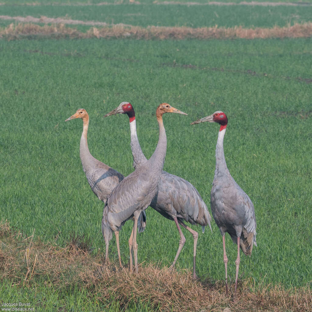 Sarus Crane, pigmentation