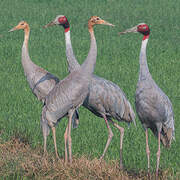 Sarus Crane