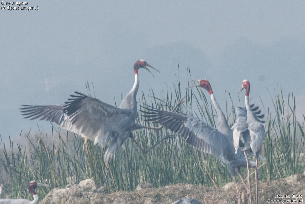 Sarus Craneadult, habitat, aspect, pigmentation, Behaviour