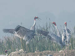 Sarus Crane