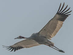 Sarus Crane