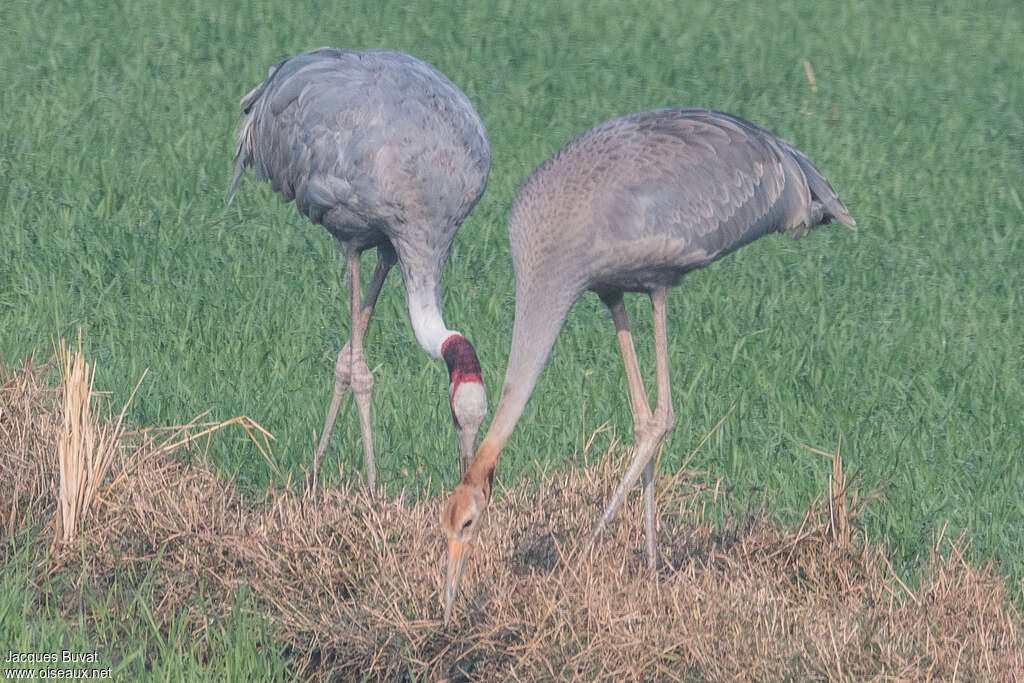 Grue antigone, habitat, pigmentation, marche, pêche/chasse, mange