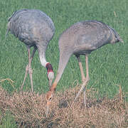 Sarus Crane