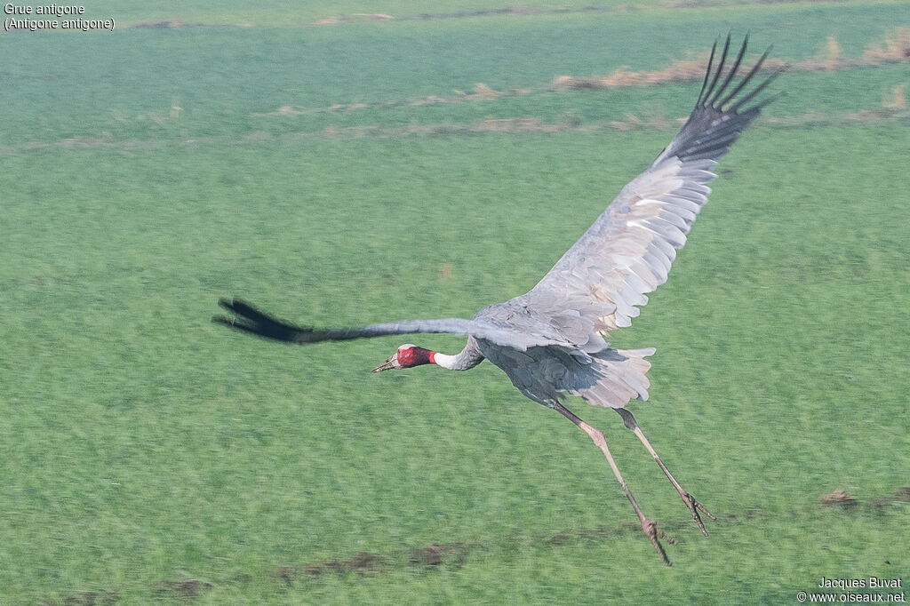 Sarus Craneadult, aspect, pigmentation, Flight