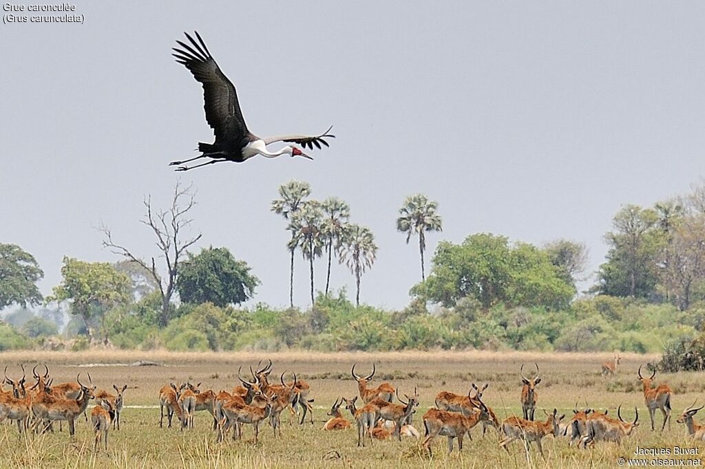 Wattled Craneadult, Flight