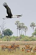 Wattled Crane