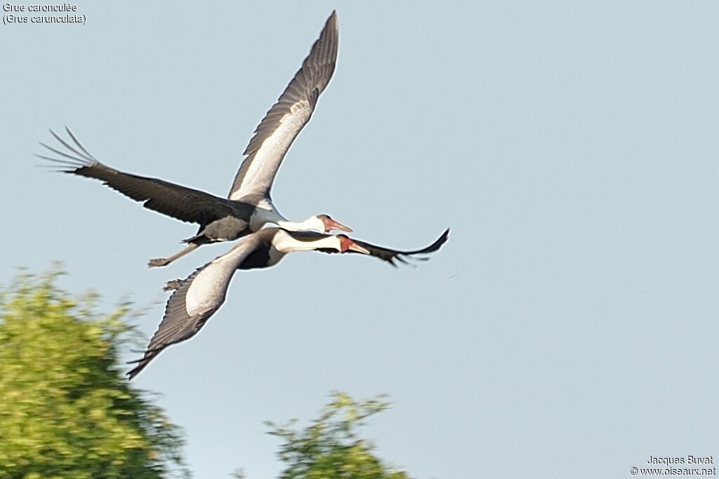 Wattled Crane adult, Flight