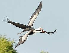 Wattled Crane