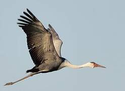 Wattled Crane