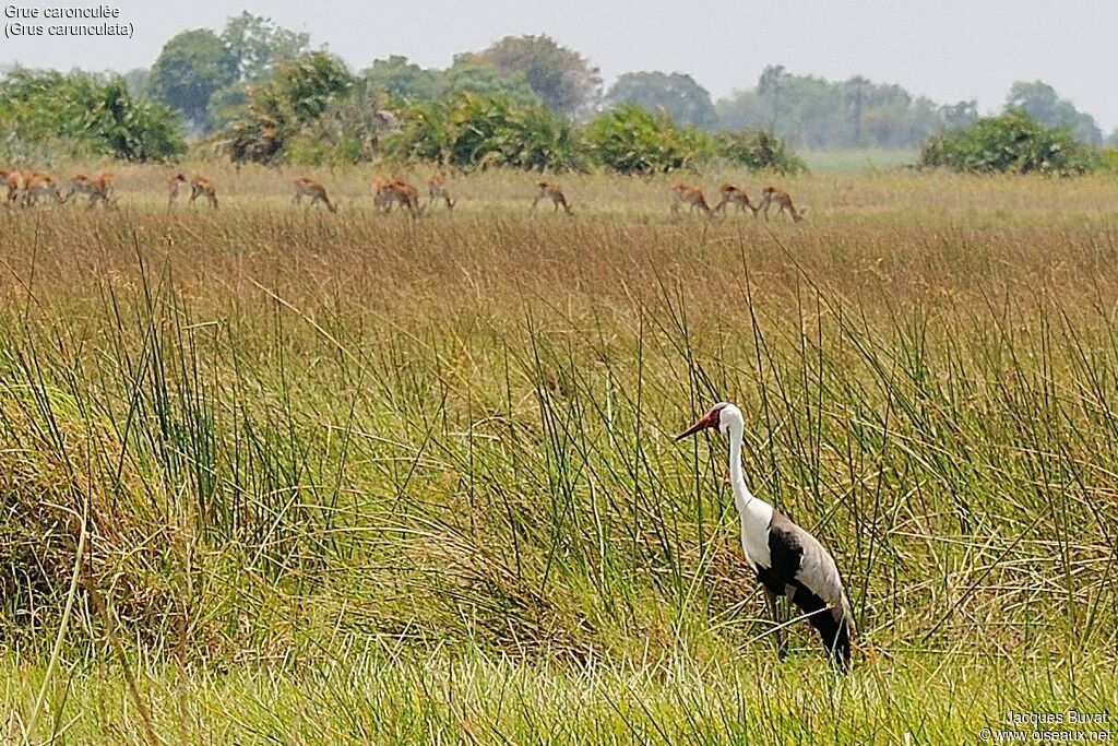 Wattled Crane