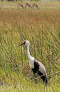 Wattled Crane