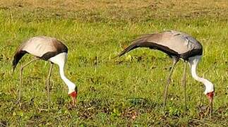 Wattled Crane