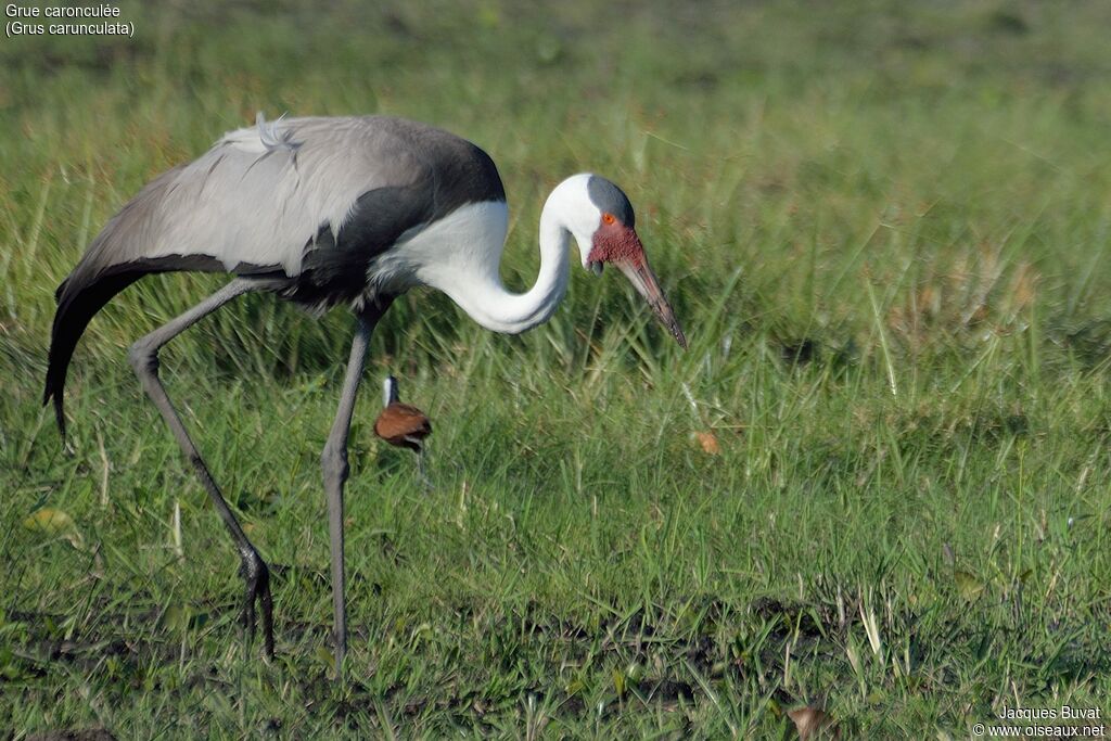 Wattled Crane