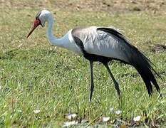 Wattled Crane