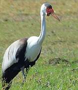 Wattled Crane