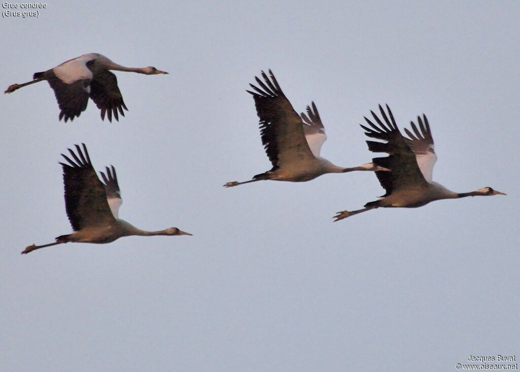 Common Crane, identification