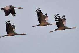 Common Crane