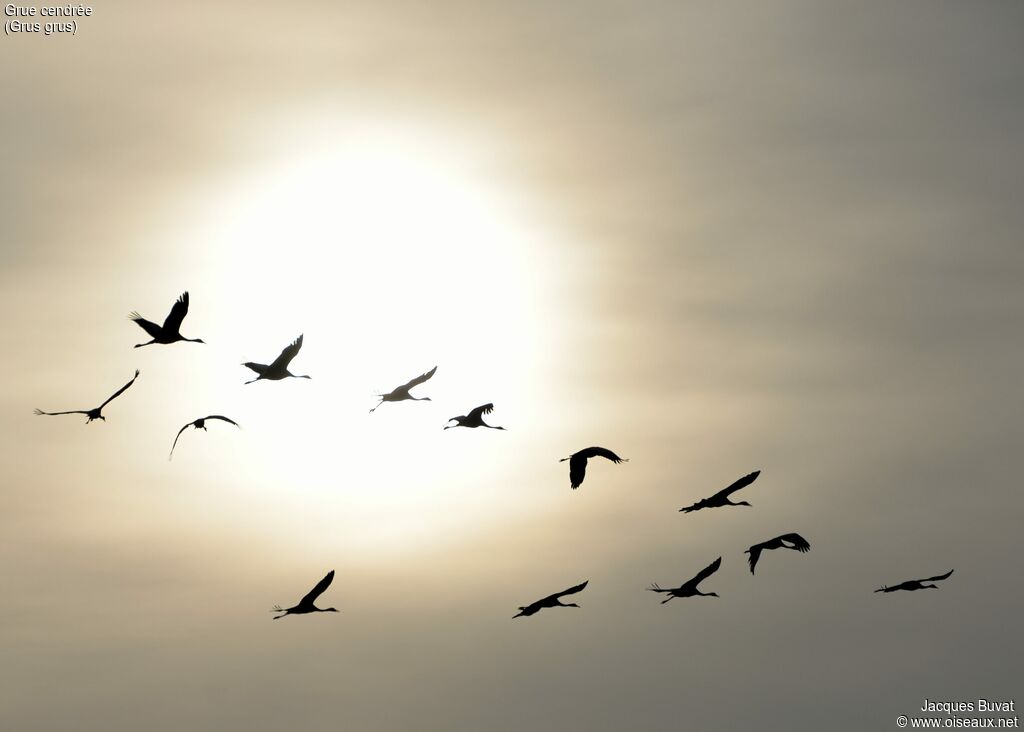 Common Crane, Flight