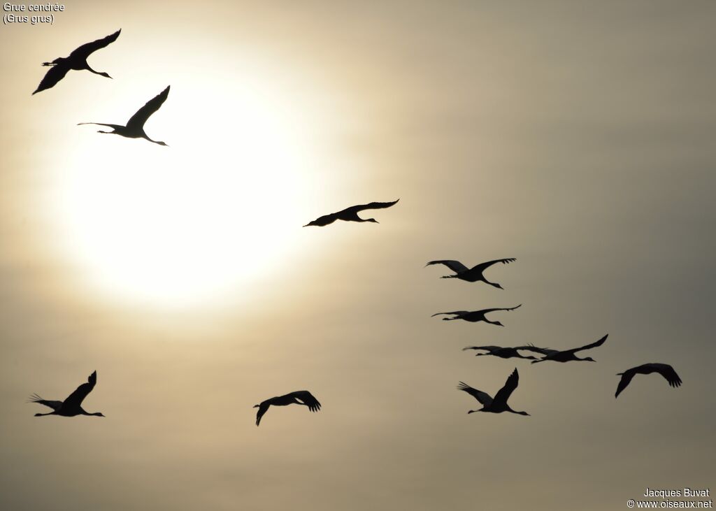 Common Crane, Flight