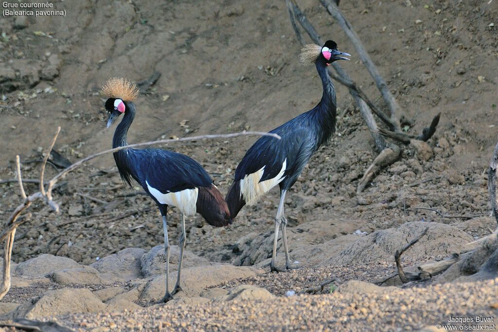 Black Crowned Craneadult breeding