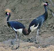 Black Crowned Crane