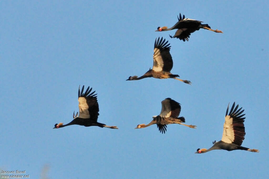 Black Crowned Crane