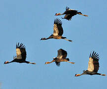 Black Crowned Crane