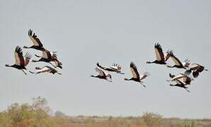 Black Crowned Crane