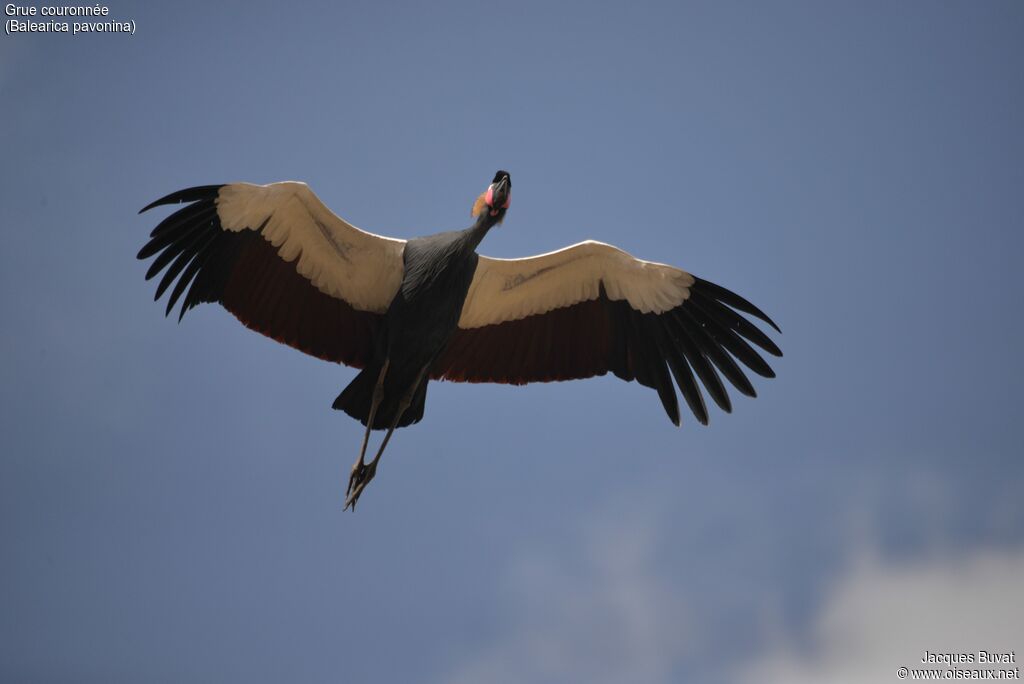 Black Crowned Craneadult, aspect, pigmentation, Flight