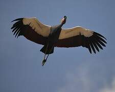 Black Crowned Crane