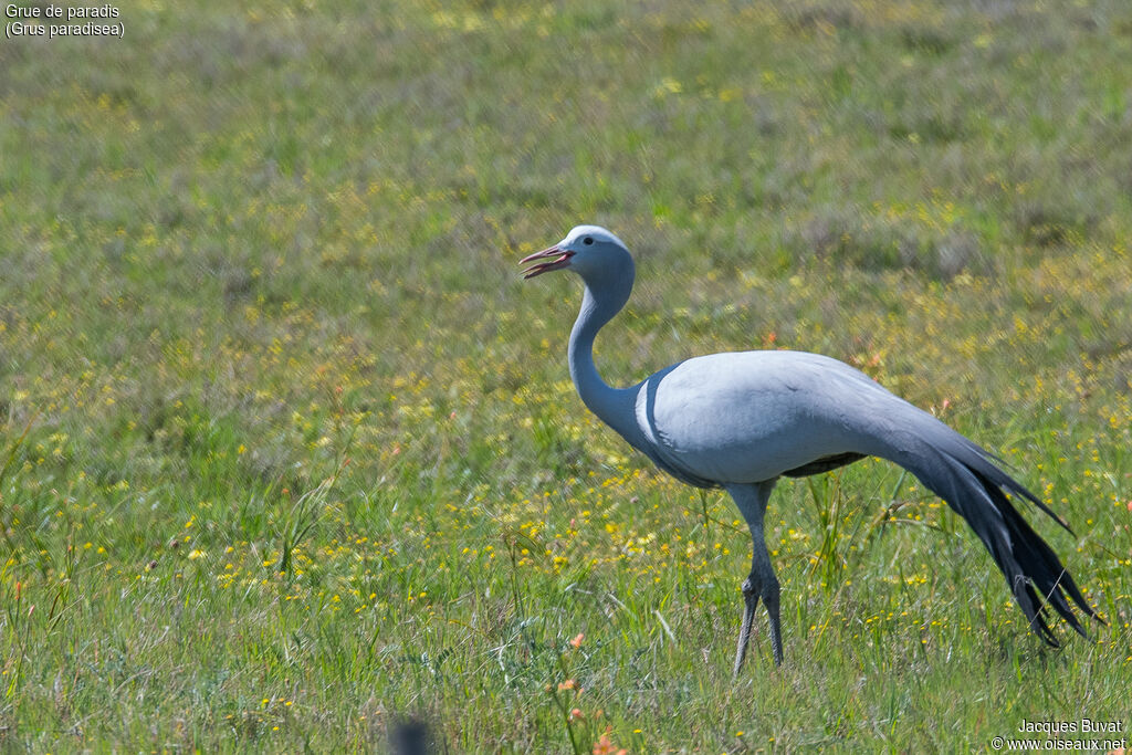 Blue Craneadult