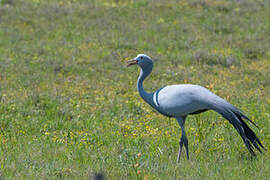 Blue Crane