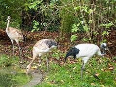 Red-crowned Crane