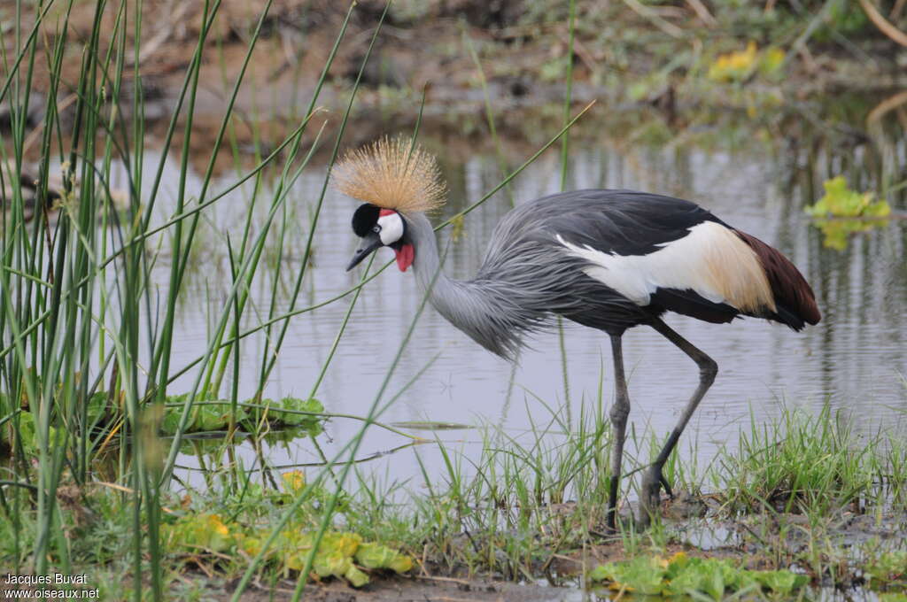 Grey Crowned Craneadult, habitat