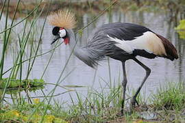 Grey Crowned Crane